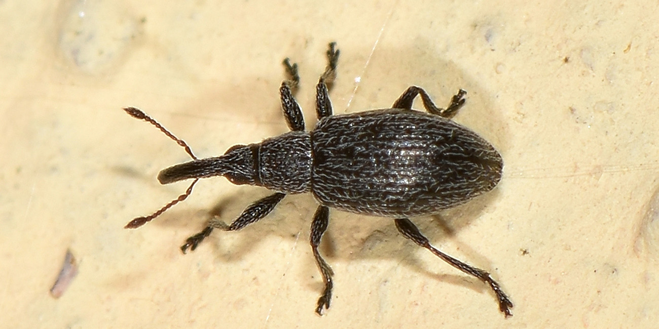 Apionidae: Catapion seniculus